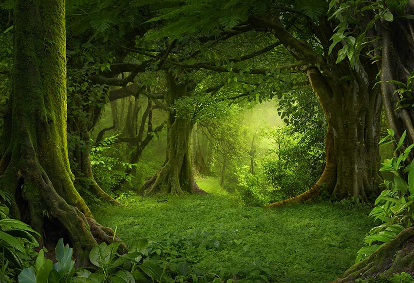 Chiefbackdrop™ Forest Secret Summer Backdrop Background Backdrop
