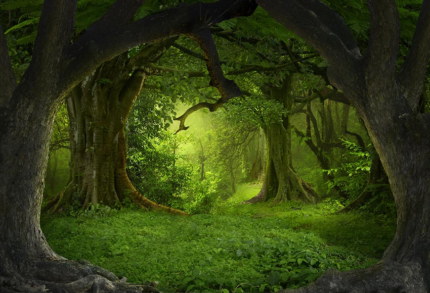 Chiefbackdrop™ Forest Secret Summer Backdrop Photography Backdrop