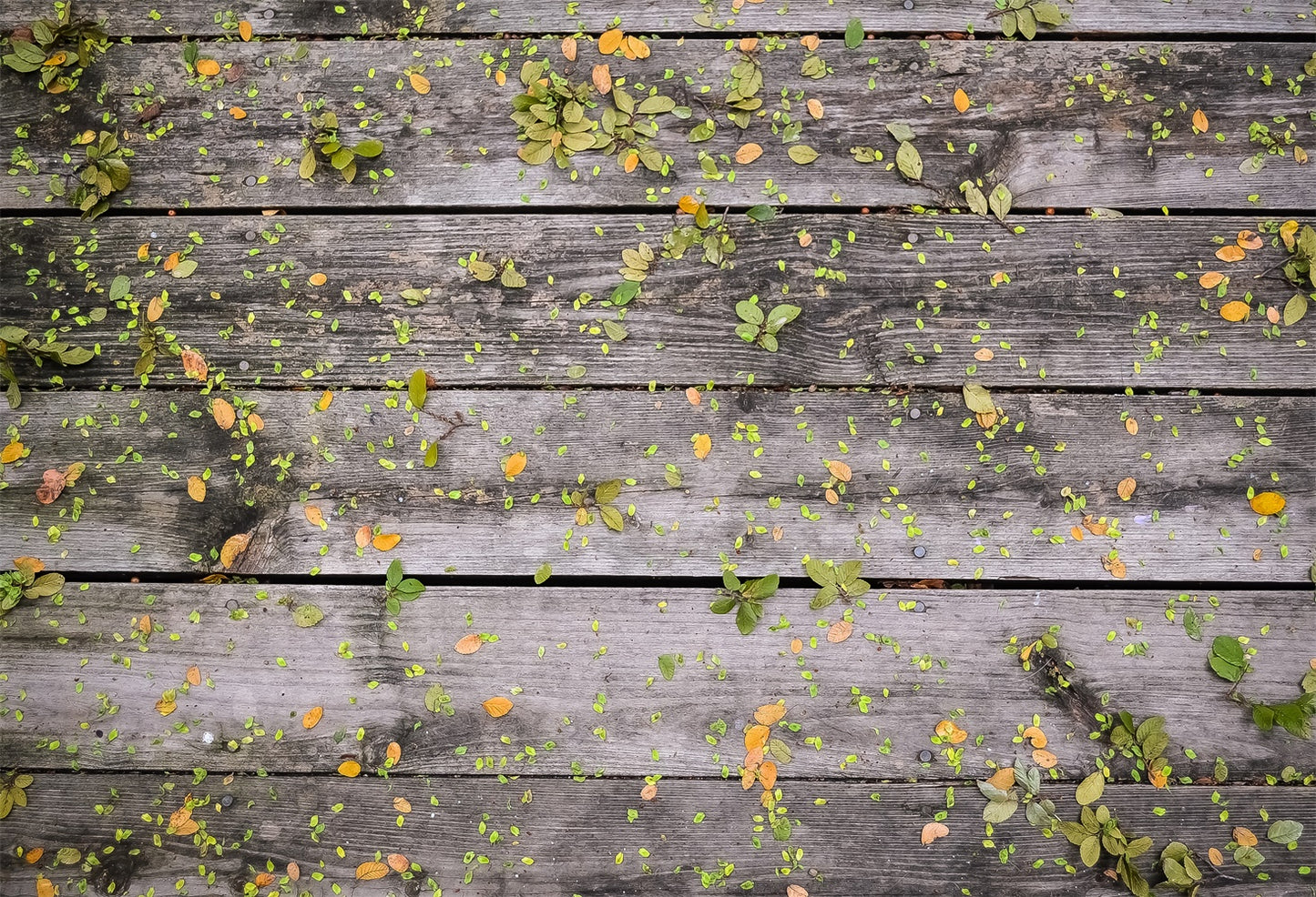 Wood Backdrops With Scattered Leaves For Portrait Photography | Chiefbackdrop