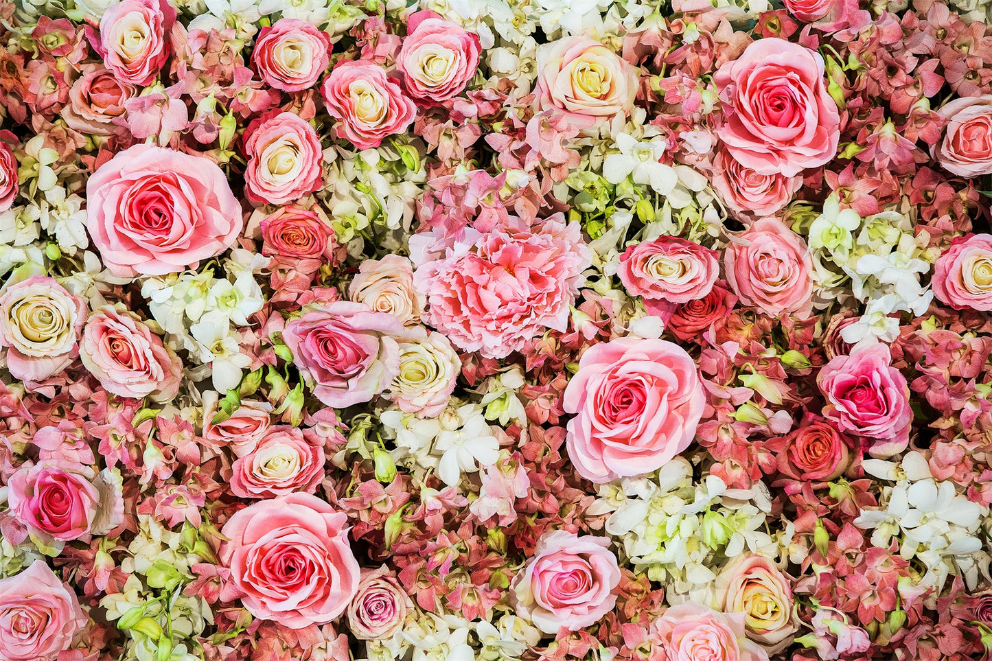 Chiefbackdrop™ White And Red Blast Rose Flower Backdrops Wedding Photo Shoot