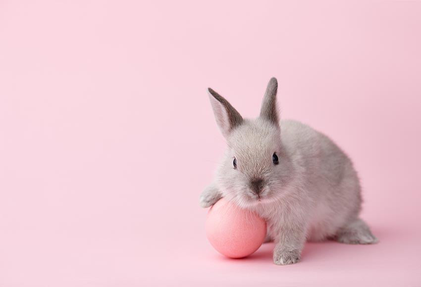 Chiefbackdrop™ A Little Bunny Background Photogarphy Backdrops For Baby Shower