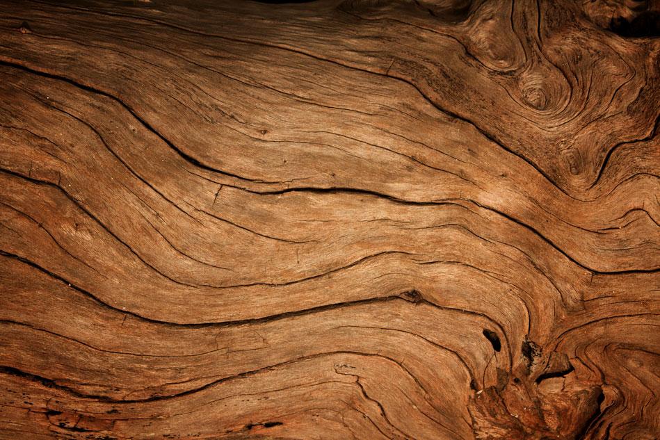 Annual Rings In Textured Backdrops For Photography | Chiefbackdrop