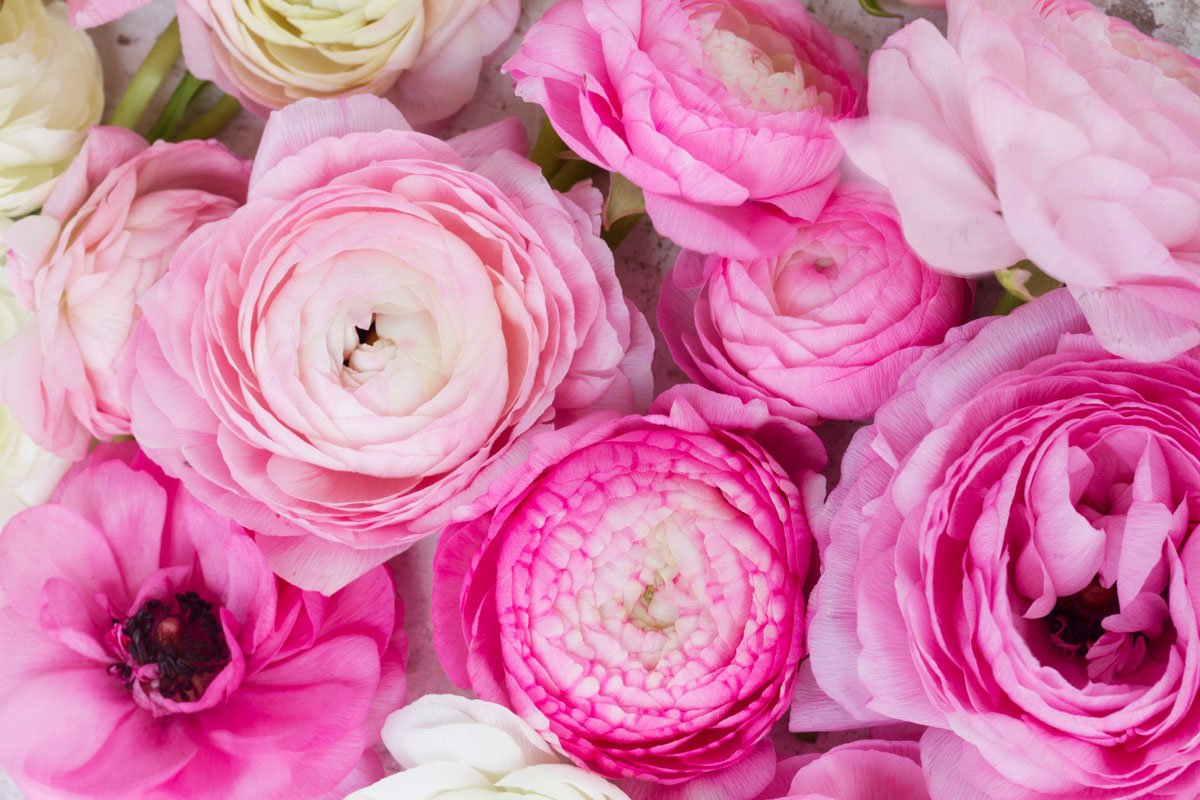 Detailed-Flowers Drawing Background Floral Backdrops For Photography | Chiefbackdrop