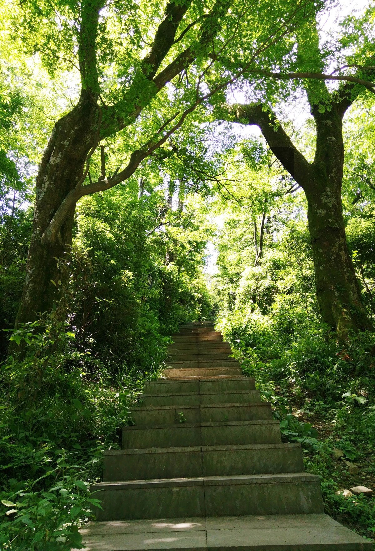 Outdoor Stone Steps With Trees Background Spring Backdrops Photography Backdrops | Chiefbackdrop