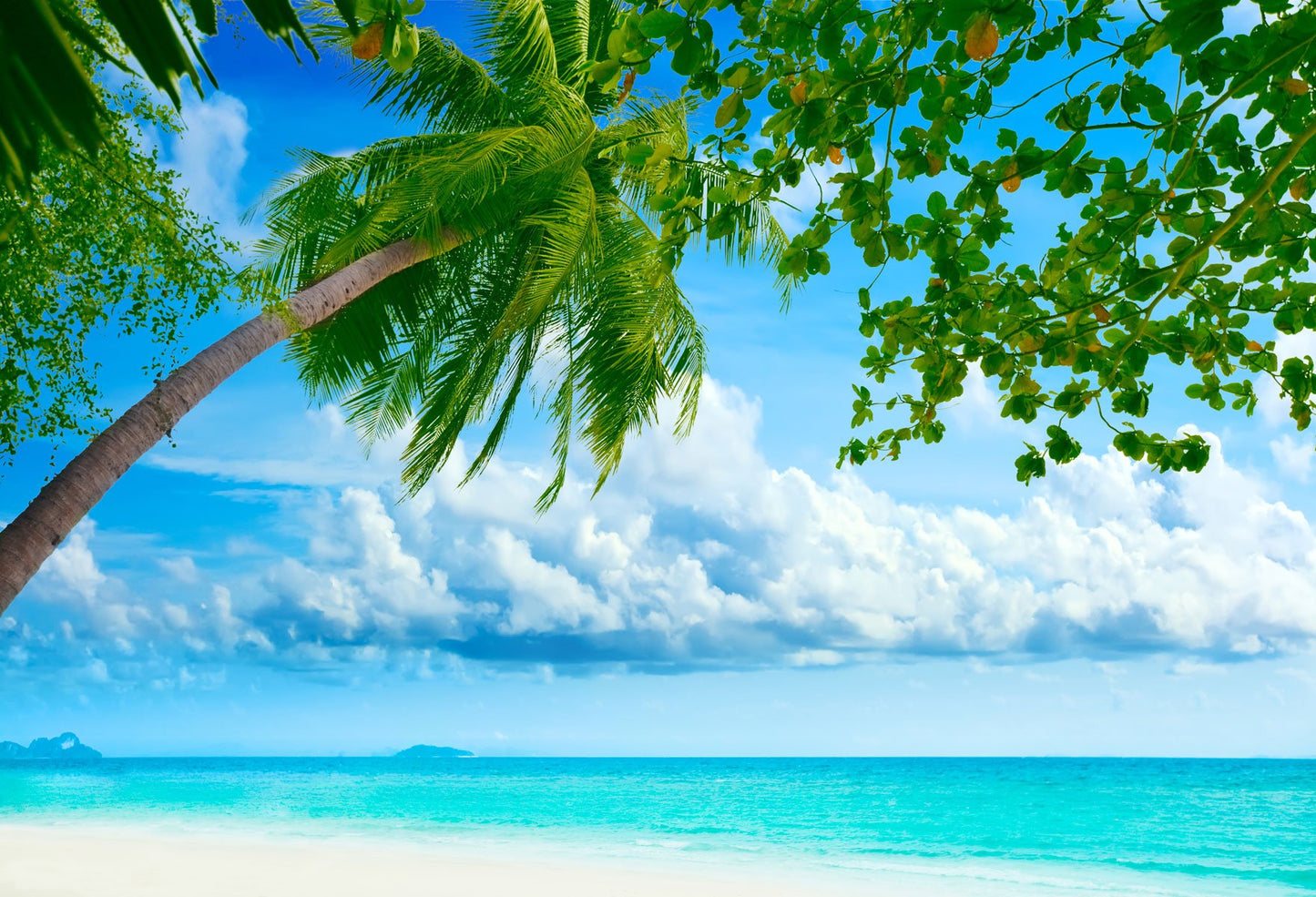 Summer Beach Paint Background Summer Backdrops Beautiful View For Portrait Photography | Chiefbackdrop