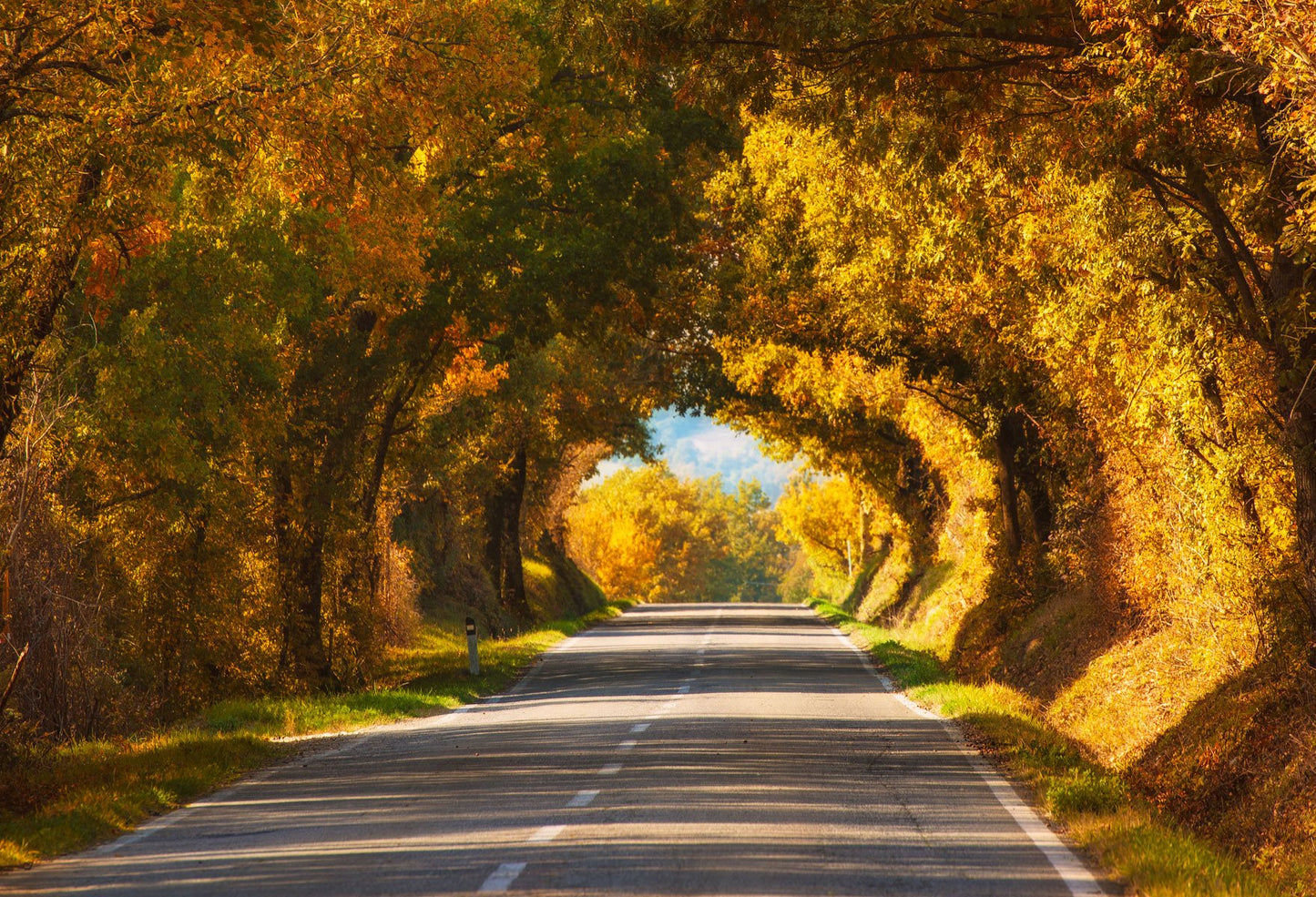 Tree With Tunnel Background Autumn Backdrops Photography Backdrops | Chiefbackdrop