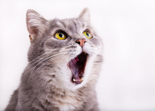 Expressive cat portrait photographed against a clean light background