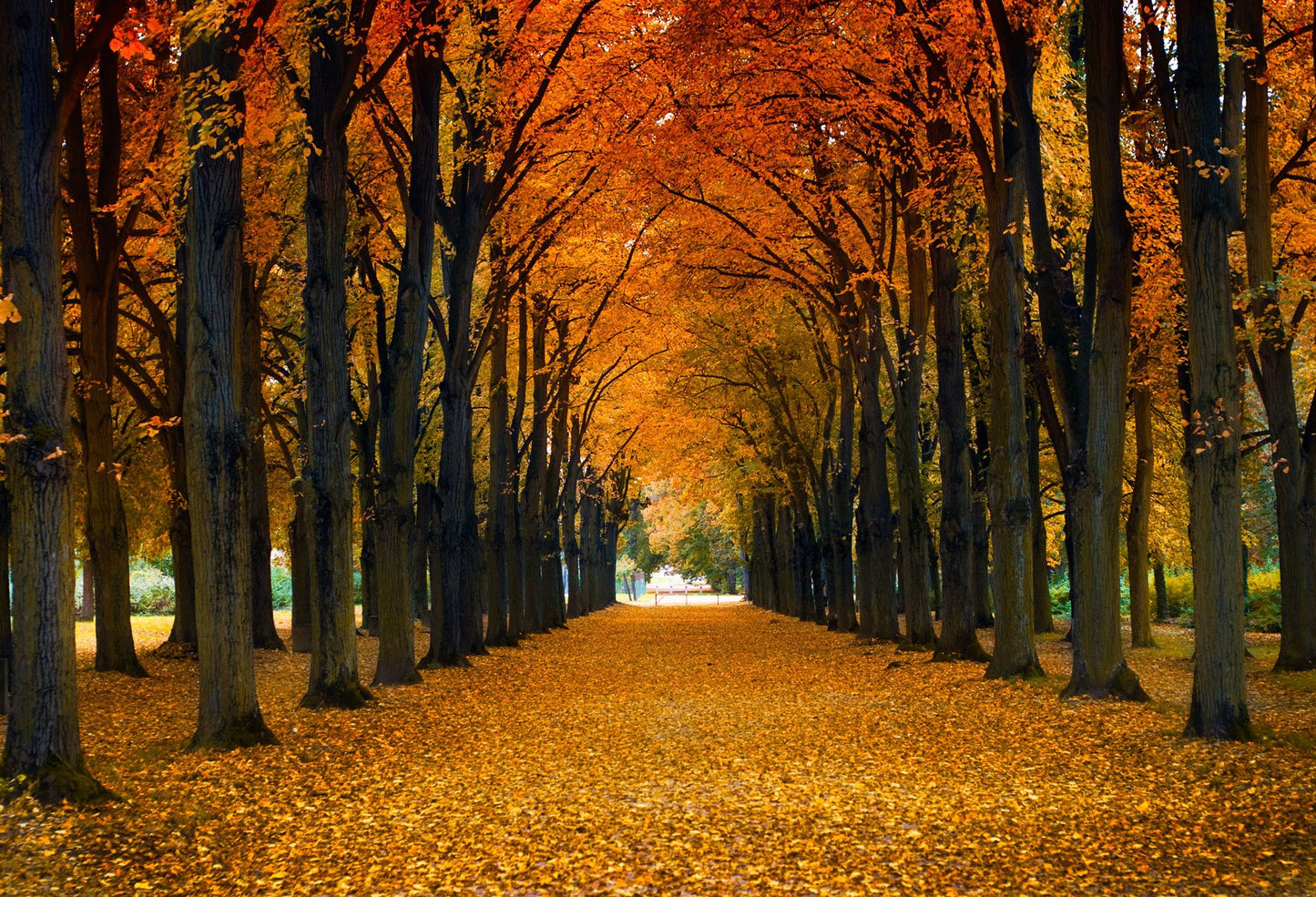 Falling Yellow Leaves Park Avenue Background Autumn Backdrops For Portrait | Chiefbackdrop