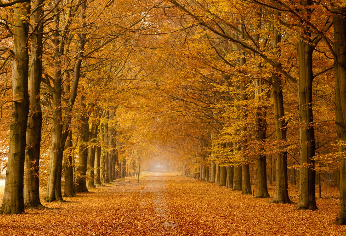 Falling Yellow Leaves Park Avenue Background Autumn Backdrops Portrait Landscape Backdrop | Chiefbackdrop