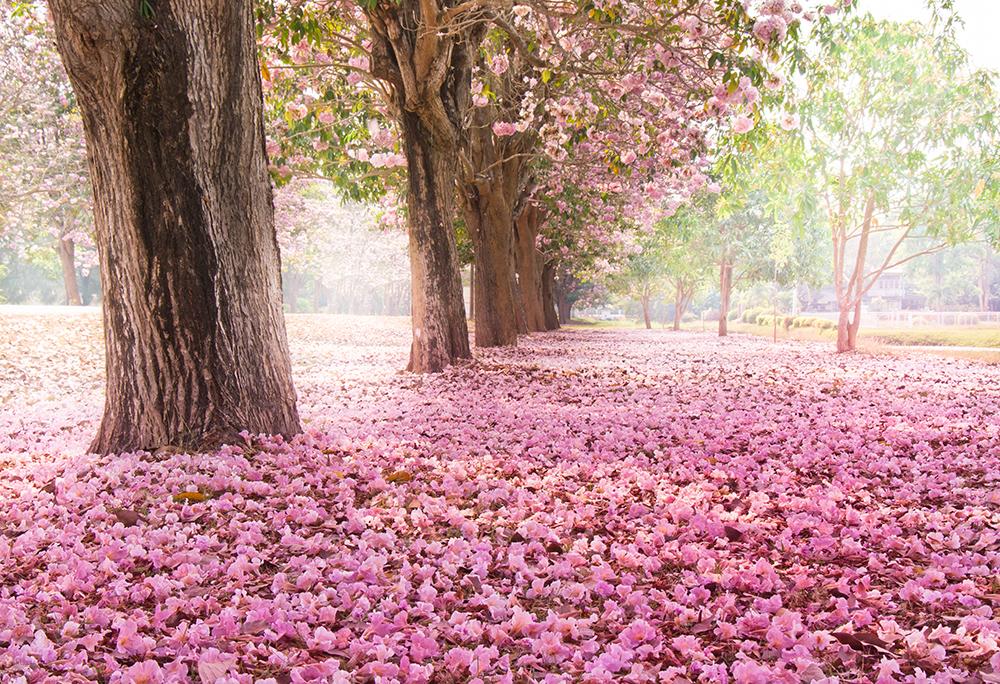 Flowers All Around Background Spring Season Backdrop For Photography | Chiefbackdrop