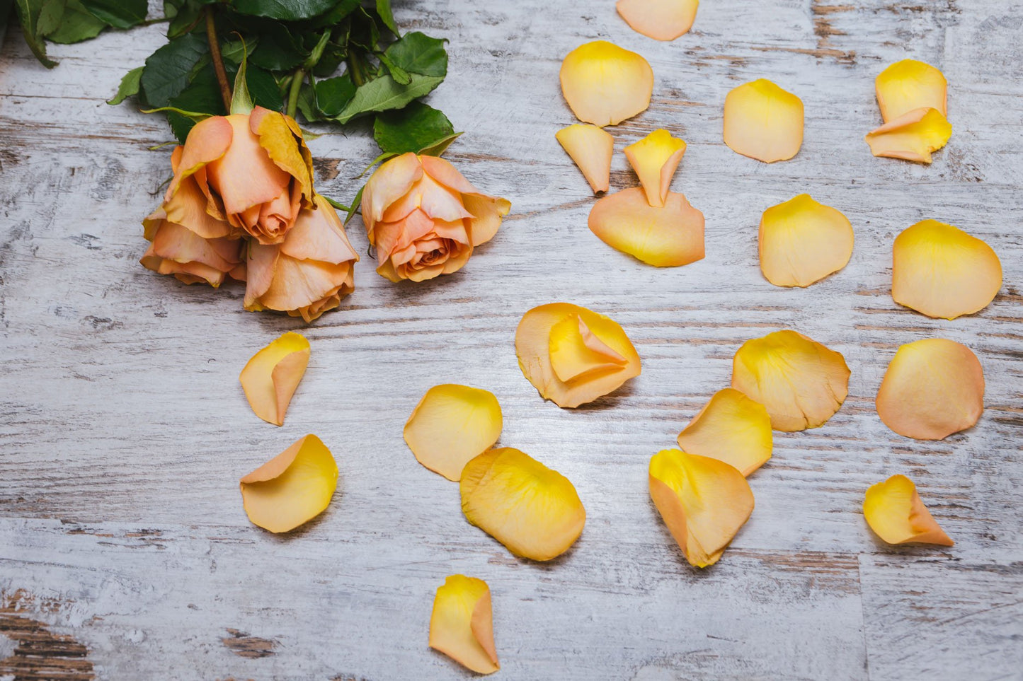 Orange Rose Petals Background Flower Backdrop For Photography | Chiefbackdrop
