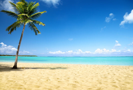 Summer Beach Palm Trees Background Summer Backdrops Beautiful View For Portrait | Chiefbackdrop